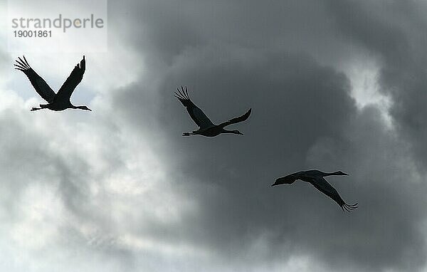 Fliegende Kraniche (Grus grus) als Silhouette vor Wolkenhimmel  Rügen  Mecklenburg-Vorpommern  Deutschland  Europa