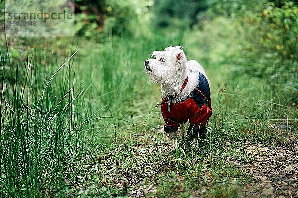 Weißer süßer Hund spielt draußen im Wald. Haustiere Konzept