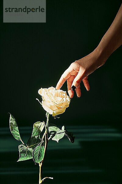 Die Hand einer Frau berührt eine schöne weiße Rose im Sonnenlicht. Inspiration  Zärtlichkeit Konzept