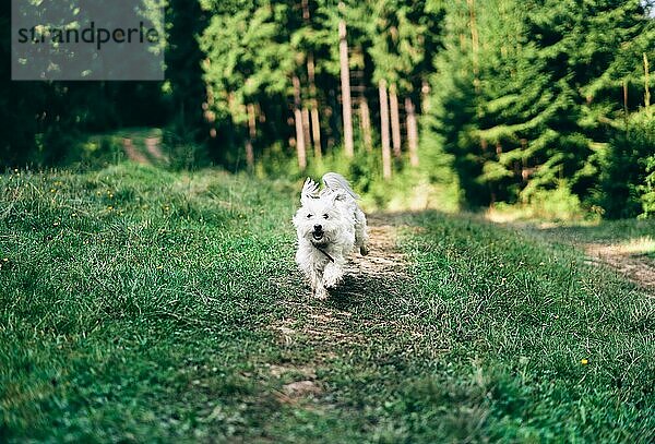 Lustige niedlichen Hund spielen und laufen draußen im Wald. Haustiere Konzept