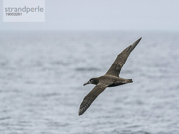 Ausgewachsener Schwarzfußalbatros (Phoebastria nigripes)  im Flug im Monterey Bay Marine Sanctuary  Monterey  Kalifornien  Vereinigte Staaten von Amerika  Nordamerika