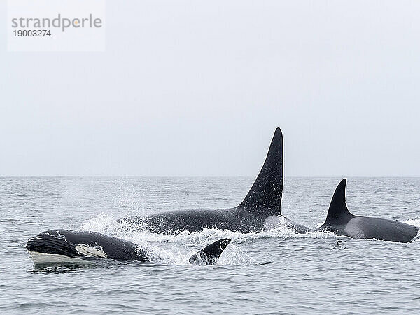 Vorübergehende Schwertwale (Orcinus orca)  die im Monterey Bay Marine Sanctuary  Monterey  Kalifornien  Vereinigte Staaten von Amerika  Nordamerika auftauchen