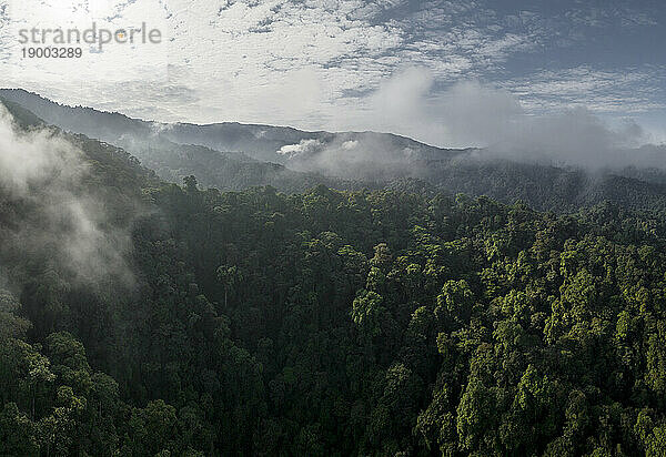 Luftaufnahme des Nebelwaldes  Mashpi  Reserva Mashpi Amagusa  Pichincha  Ecuador  Südamerika