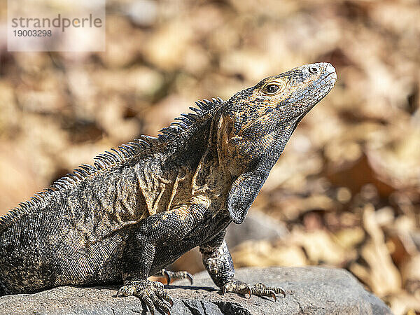 Ein ausgewachsener schwarzer Stachelschwanzleguan (Ctenosaura similis) auf dem Boden auf der Insel Barro Colorado  Panama  Mittelamerika