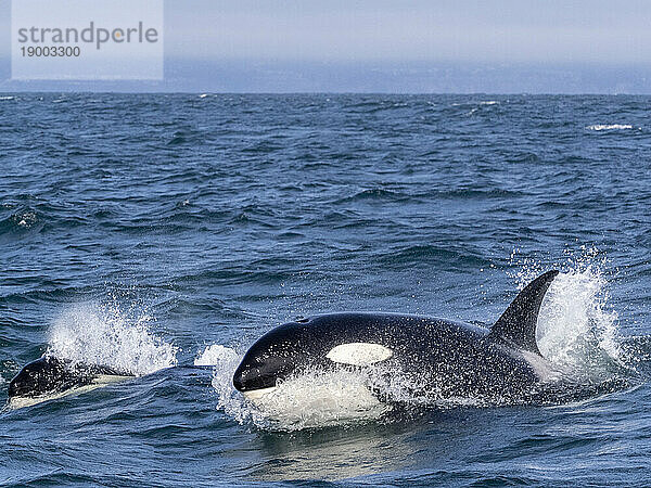 Vorübergehende Schwertwale (Orcinus orca)  die im Monterey Bay Marine Sanctuary  Monterey  Kalifornien  Vereinigte Staaten von Amerika  Nordamerika auftauchen