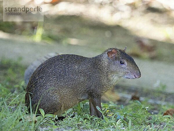 Erwachsener zentralamerikanischer Agouti (Dasyprocta punctata)  auf der Insel Coiba  Panama  Mittelamerika