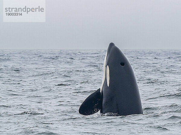 Eine Gruppe vorübergehender Killerwale (Orcinus orca)  die im Monterey Bay Marine Sanctuary  Kalifornien  Vereinigte Staaten von Amerika  Nordamerika einen See-Elefanten fangen und töten