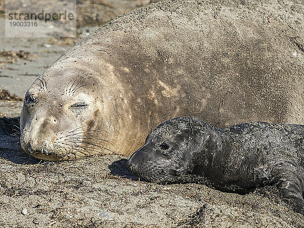 Nördlicher Seeelefant (Mirounga angustirostris)  Mutter und neugeborener Welpe  Benito del Oeste Island  Baja California  Mexiko  Nordamerika