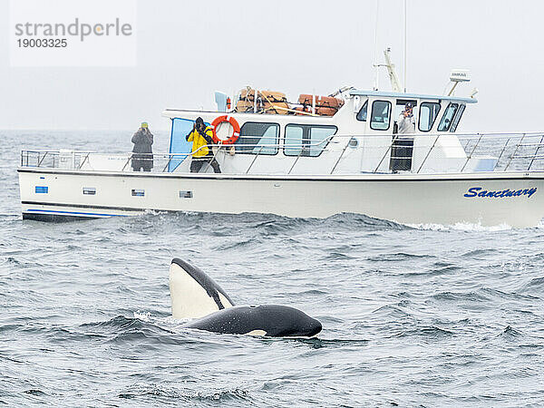 Eine Gruppe vorübergehender Killerwale (Orcinus orca)  die einen Schweinswal im Monterey Bay Marine Sanctuary  Kalifornien  Vereinigte Staaten von Amerika  Nordamerika fangen und töten