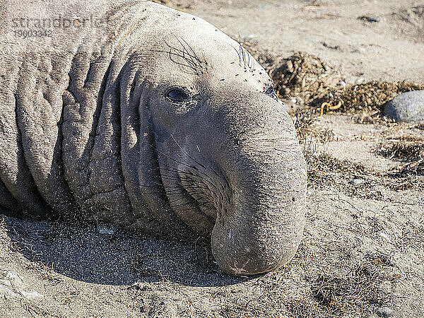 Ausgewachsener Nördlicher Seeelefant (Mirounga angustirostris)  Insel Benito del Oeste  Baja California  Mexiko  Nordamerika