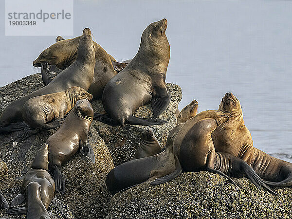 Kalifornische Seelöwen (Zalophus californianus)  ausgeschleppt im Monterey Bay National Marine Sanctuary  Kalifornien  Vereinigte Staaten von Amerika  Nordamerika