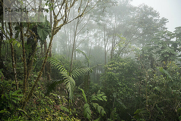 Der Nebelwald  Mashpi Lodge  Reserva Mashpi Amagusa  Pichincha  Ecuador  Südamerika