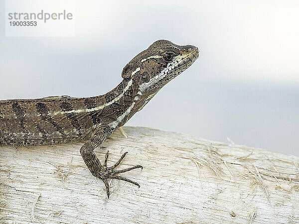 Juveniler Gemeiner Basilisk (Basiliscus basiliscus)  auf einem Baum auf der Insel Coiba  Panama  Mittelamerika