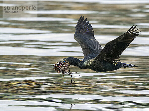 Ausgewachsener Brandt-Kormoran (Urile penicillatus) im Flug mit Nistmaterial im Monterey Bay Marine Sanctuary  Kalifornien  Vereinigte Staaten von Amerika  Nordamerika