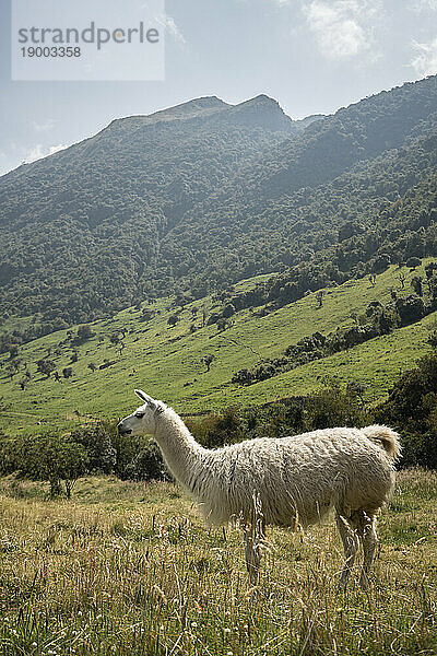 Lama  Termas de Papallacta  Napo  Ecuador  Südamerika