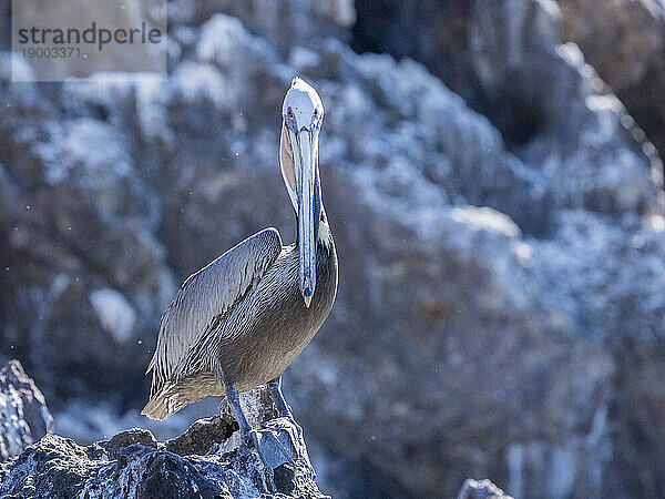 Erwachsener brauner Pelikan (Pelecanus occidentalis)  Sonnenbaden in der Nähe der Isla Ildefonso  Baja California  Mexiko  Nordamerika