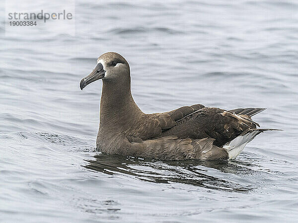 Ausgewachsener Schwarzfußalbatros (Phoebastria nigripes)  auf dem Wasser im Monterey Bay Marine Sanctuary  Monterey  Kalifornien  Vereinigte Staaten von Amerika  Nordamerika