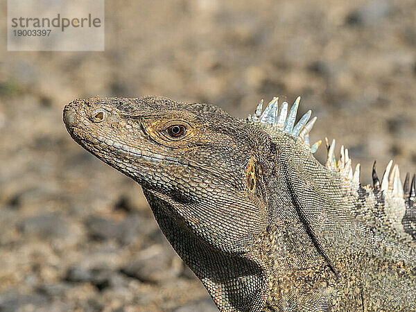 Ein ausgewachsener schwarzer Stachelschwanzleguan (Ctenosaura similis) auf dem Boden auf der Insel Barro Colorado  Panama  Mittelamerika