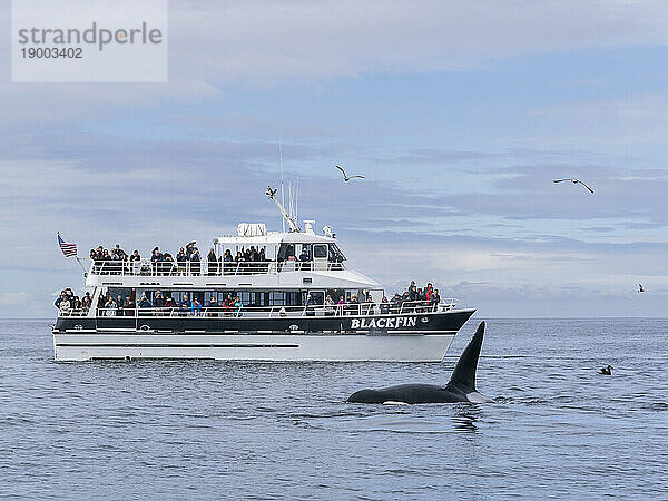 Eine Gruppe vorübergehender Schwertwale (Orcinus orca)  in der Nähe eines Walbeobachtungsbootes im Monterey Bay Marine Sanctuary  Kalifornien  Vereinigte Staaten von Amerika  Nordamerika