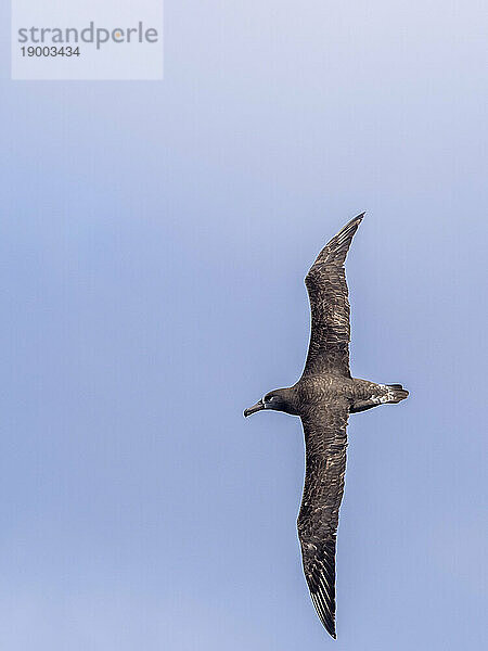 Ausgewachsener Schwarzfußalbatros (Phoebastria nigripes)  im Flug im Monterey Bay Marine Sanctuary  Monterey  Kalifornien  Vereinigte Staaten von Amerika  Nordamerika