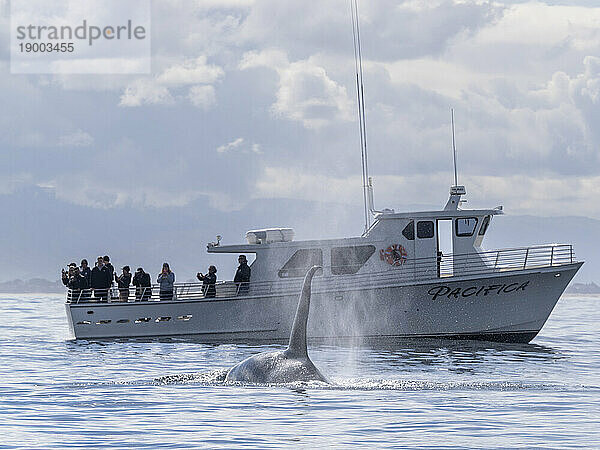 Eine Gruppe vorübergehender Schwertwale (Orcinus orca)  in der Nähe eines Walbeobachtungsbootes im Monterey Bay Marine Sanctuary  Kalifornien  Vereinigte Staaten von Amerika  Nordamerika