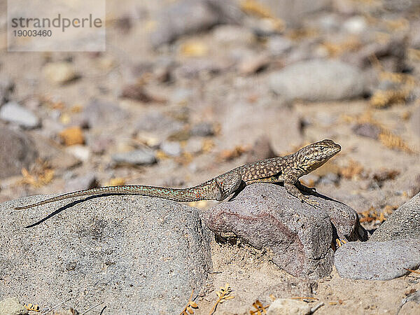 Gewöhnliche Seitenfleckenechse (Uta stansburiana)  sonnt sich in der Sonne  Isla San Esteban  Baja California  Mexiko  Nordamerika