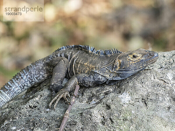 Ein ausgewachsener schwarzer Stachelschwanzleguan (Ctenosaura similis) auf dem Boden auf der Insel Barro Colorado  Panama  Mittelamerika