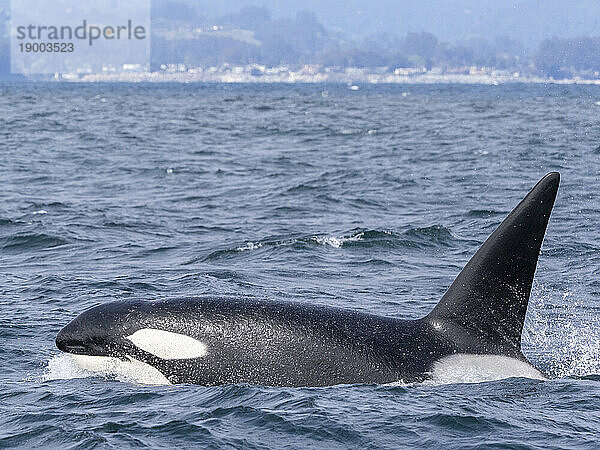 Vorübergehender männlicher Killerwal (Orcinus orca)  der im Monterey Bay Marine Sanctuary  Monterey  Kalifornien  Vereinigte Staaten von Amerika  Nordamerika auftaucht