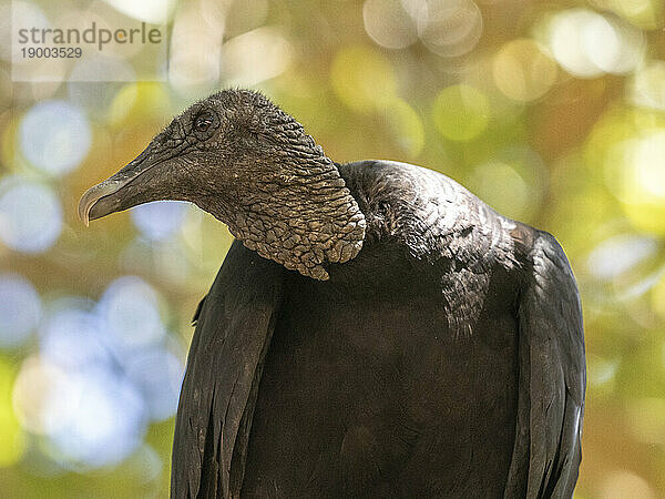 Ein ausgewachsener Mönchsgeier (Coragyps atratus)  der in einem Baum auf der Insel Barro Colorado  Panama  Mittelamerika thront