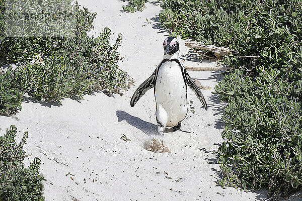 Afrikanischer Pinguin (Spheniscus demersus) beim Spaziergang auf Sand am Boulder's Beach  Kapstadt  Südafrika  Afrika