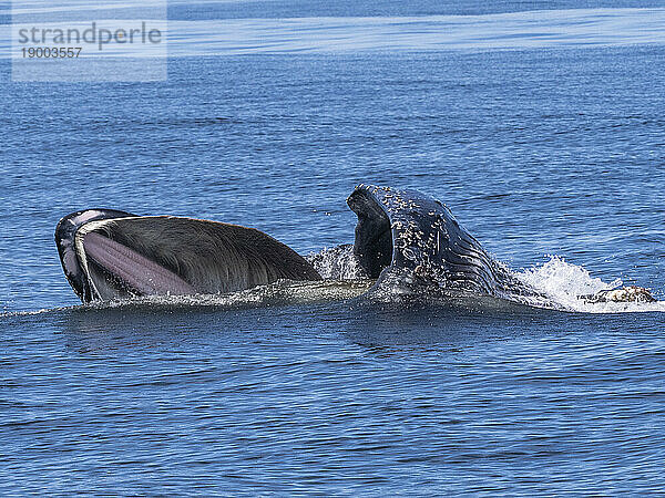 Ein erwachsener Buckelwal (Megaptera novaeangliae)  der sich an der Oberfläche im Monterey Bay Marine Sanctuary  Kalifornien  Vereinigte Staaten von Amerika  Nordamerika  ernährt