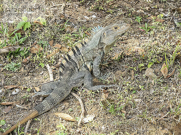 Ein ausgewachsener schwarzer Stachelschwanzleguan (Ctenosaura similis) auf dem Boden auf der Insel Barro Colorado  Panama  Mittelamerika