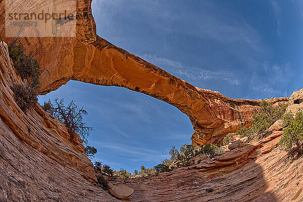 Die Owachomo-Brücke (Felshügel in Hopi)  Natural Bridges National Monument  Utah  Vereinigte Staaten von Amerika  Nordamerika