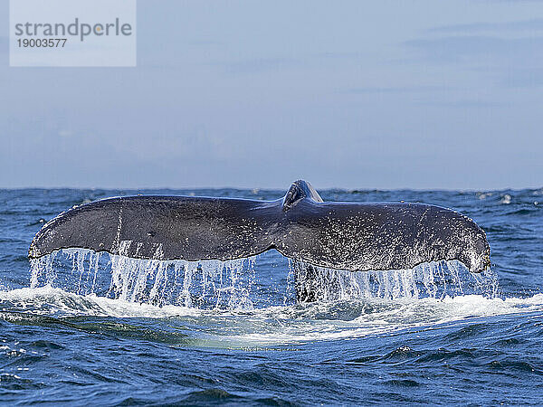 Ein ausgewachsener Buckelwal (Megaptera novaeangliae) taucht beim Tauchgang im Monterey Bay Marine Sanctuary  Kalifornien  Vereinigte Staaten von Amerika  Nordamerika auf