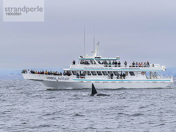 Kommerzielles Walbeobachtungsboot Goddess Fantasy im Monterey Bay Marine Sanctuary  Kalifornien  Vereinigte Staaten von Amerika  Nordamerika