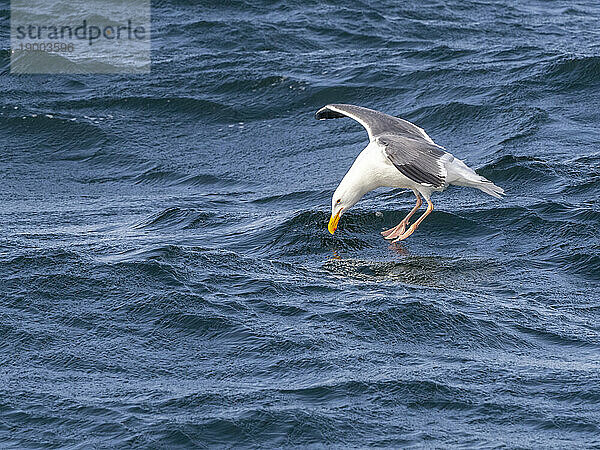 Ausgewachsene Westmöwe (Larus occidentalis) im Flug im Monterey Bay Marine Sanctuary  Monterey  Kalifornien  Vereinigte Staaten von Amerika  Nordamerika