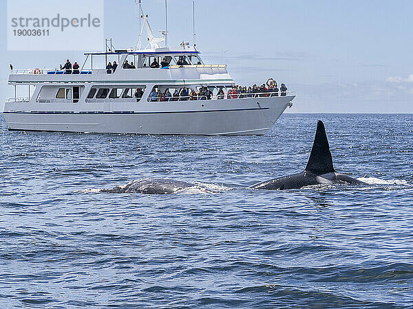 Eine Gruppe vorübergehender Killerwale (Orcinus orca)  die sich im Monterey Bay Marine Sanctuary  Kalifornien  Vereinigte Staaten von Amerika  Nordamerika  von einem Grauwalkalbkadaver ernähren