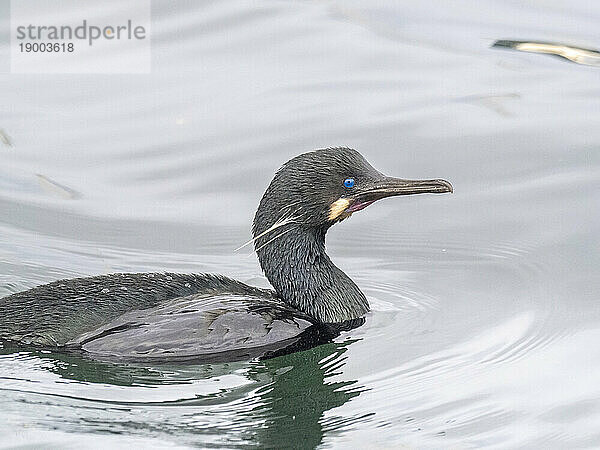 Ausgewachsener Brandt-Kormoran (Urile penicillatus)  an der Oberfläche im Monterey Bay Marine Sanctuary  Monterey  Kalifornien  Vereinigte Staaten von Amerika  Nordamerika