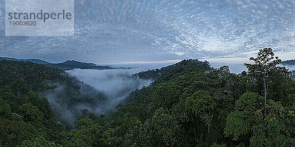 Luftaufnahme des Nebelwaldes  Mashpi  Reserva Mashpi Amagusa  Pichincha  Ecuador  Südamerika