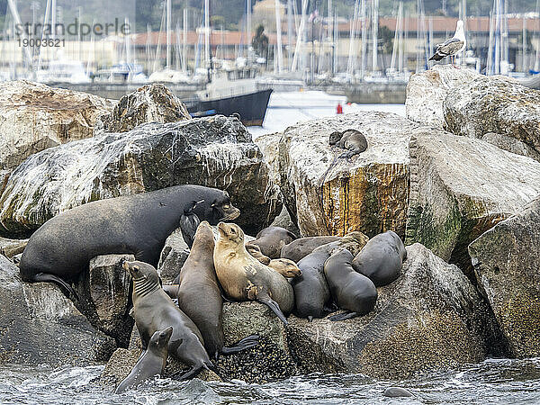 Kalifornische Seelöwen (Zalophus californianus)  ausgeschleppt im Monterey Bay National Marine Sanctuary  Kalifornien  Vereinigte Staaten von Amerika  Nordamerika