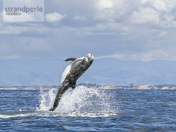 Erwachsener Rundkopfdelfin (Grampus griseus)  der im Monterey Bay Marine Sanctuary  Kalifornien  Vereinigte Staaten von Amerika  Nordamerika  in die Luft springt