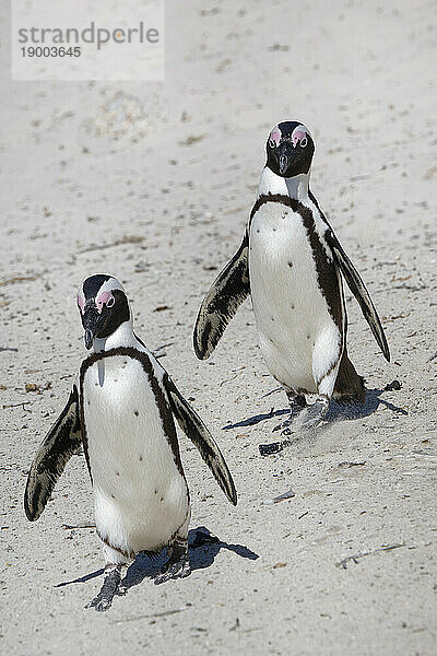 Afrikanische Pinguine (Spheniscus demersus) wandern auf Sand am Boulder's Beach  Kapstadt  Südafrika  Afrika