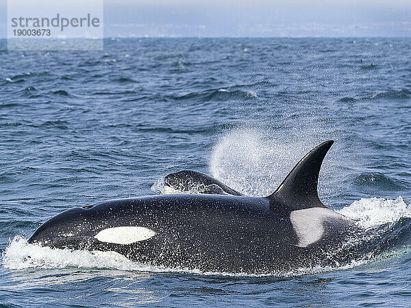 Vorübergehende Schwertwale (Orcinus orca)  die im Monterey Bay Marine Sanctuary  Monterey  Kalifornien  Vereinigte Staaten von Amerika  Nordamerika auftauchen