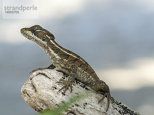 Juveniler Gemeiner Basilisk (Basiliscus basiliscus)  auf einem Baum auf der Insel Coiba  Panama  Mittelamerika