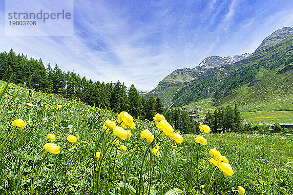 Blühende gelbe Butterblumenblüten  Madesimo  Valle Spluga  Veltlin  Lombardei  Italien  Europa