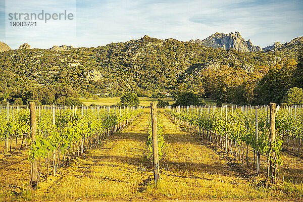 Blick auf Weinberge und bergigen Hintergrund in der Nähe von Arzachena  Sardinien  Italien  Mittelmeer  Europa