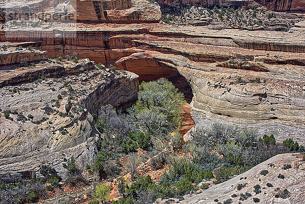 Die Kachina-Brücke  benannt nach den Hopi-Kachina-Tänzern  Natural Bridges National Monument  Utah  Vereinigte Staaten von Amerika  Nordamerika