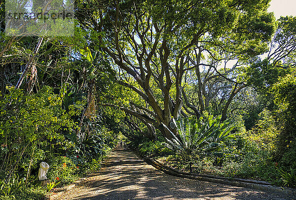 View of Kirstenbosch Botanical Garden  Cape Town  South Africa  Africa