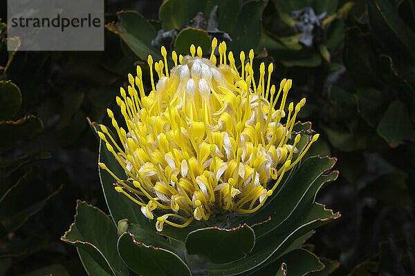 Blühende Pincushion Protea (Leucospermum-Arten)  Table Mountain National Park  Kapstadt  Südafrika  Afrika