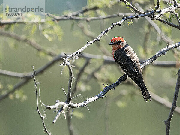 Erwachsener männlicher Zinnoberfliegenfänger (Pyrocephalus obscurus)  thront  San Jose del Cabo  Baja California Sur  Mexiko  Nordamerika